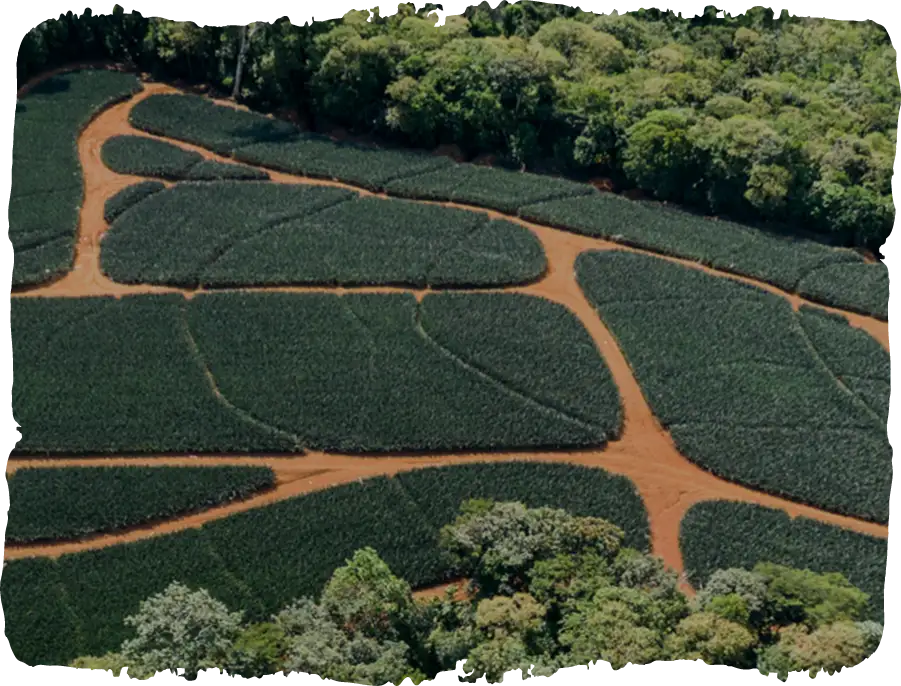 fresh-delmonte-sustainability-image